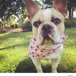 Dexter Pearson - @dextertheburrito - Instagram