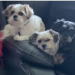 Perdue Dogs - @blaze.dexter.ozzie - Instagram