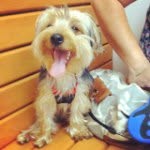 Dexter Perez - @dexter_fluffyboy - Instagram