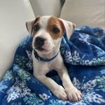Dexter Perez - @madd_dex - Instagram