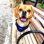 Dexter Simba Perkins 🐶 - @dextersperkins - Instagram