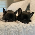 Dexter & Oliver Peters - @ollie_dex_frenchieluv - Instagram