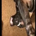 Dexter - @dexter_pettys_dog - Instagram