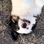 Dexter Jean-Pierre Le Pew - @dexlepew - Instagram