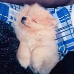 Dexter Poperô 🐾❤️ - @dexter_popero - Instagram