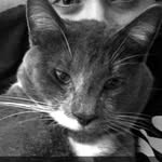 Dexter Porter - @dexterthecat003 - Instagram
