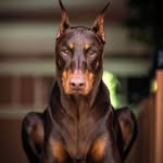Dexter Porter - @dexdexterp - Instagram