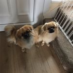 Ｄｅｘｔｅｒ ＆ Ｈａｒｒｙ 🐾 - @dexterandharrypotter - Instagram