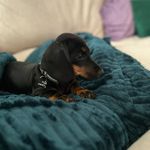 Dexter Potter Weir - @adventuresofourdachshund - Instagram