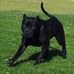 Dexter Prejean - Facebook