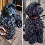 🐾💗Lisa 💗🐾 - @dexter_presley_pawfection - Instagram