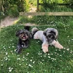 Presley & Dexter - @presley_and_dexter - Instagram