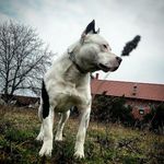 Dexter Maximus Pride💪 - @americki_stafordski_terijerr - Instagram