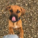 Dexter + Skye - @raincitypup - Instagram