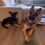 Dexter And Rambo 🐶 - @dexterandrambo - Instagram