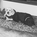 Dexter Rambo - @dexter.rambo - Instagram
