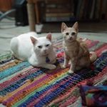 Rambo and Dexter - @rambo.dexter - Instagram