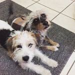 Rambo And Dexter The Terriers - @ramboanddexter - Instagram