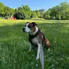 Dexter - @dexter.amstaff - TikTok