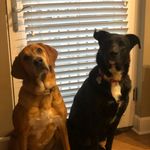 Dexter and Randall - @cruisingforsticks - Instagram