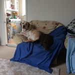 Randall and dexter - @randall_and_dexter - Instagram