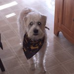 Dexter A Wheaten Terrier - @dexter_ray - Instagram