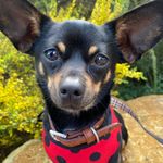 Dexter Ray - @dexter_rayray - Instagram