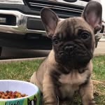 Dexter Ray 🐶 - @dexter_ray_ - Instagram