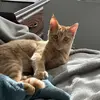 Dexter - @red.demon079 - TikTok