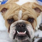 Dexter Reed - @dexterthebulldogpup - Instagram