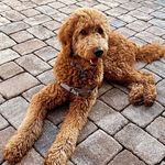 Dexter Reed-Bealmear - @_dexter.the.doodle - Instagram