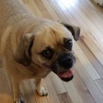 Dexter Reed Puggle - @dexter_ed_reed_puggle - Instagram