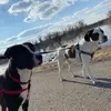 Riggins&Dexter🐶🐕‍🦺 - @reimerxcjrr - TikTok