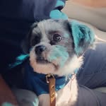 Lieutenant Dexter Riggs - @lieutenant_dex_the_dog - Instagram