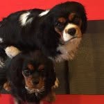 Dexter & Riley Hall - @dexterandriley - Instagram