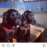 Dexter and Riley - @dexter_and_riley - Instagram