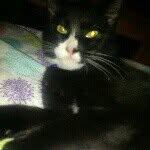 Dexter Riley - @dextertheecat - Instagram