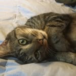 Dexter Riley - @dexteriscute - Instagram