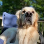 Dexter Riley Schmidt - @dexter_riley_schmidt - Instagram
