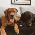 Dexter&Riley - @dexterrileycamp - Instagram