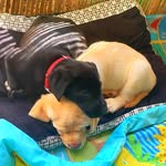 Dexter/Riley - @dexter_labs_riley - Instagram