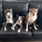 Lola, Henry Finn and Moose (RIP Dexter & Riley) 🐾 - @thebostontrio - Instagram