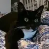 Dexter Roach - @ilovecattss13 - TikTok