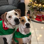 Finn and Dexter Rodgers - @thesweetlifeoffinnanddex - Instagram
