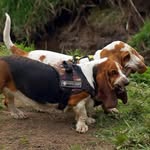 Rodney & Dexter - @rodneyanddexter_thebassets - Instagram
