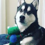 Dexter Rojas - @dex_thepup - Instagram