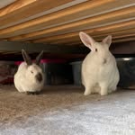 Dexter & Rosè - @dexter_rex_rabbit - Instagram