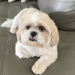 Dexter (aka Johnny Rose) - @dexter.mochi - Instagram