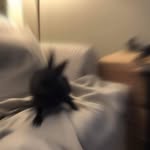 Dexter Konishi-Rose - @dexthebunbun - Instagram