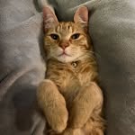 Dexter Rose - @dexterthecat_21 - Instagram